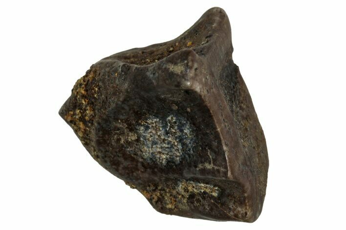 Fossil Dinosaur (Triceratops) Shed Tooth - Montana #339742